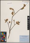 Foto von Salix caprea L.
